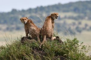 10 Dagen Kenia Splendid Luxe Safari + 6 dagen strand