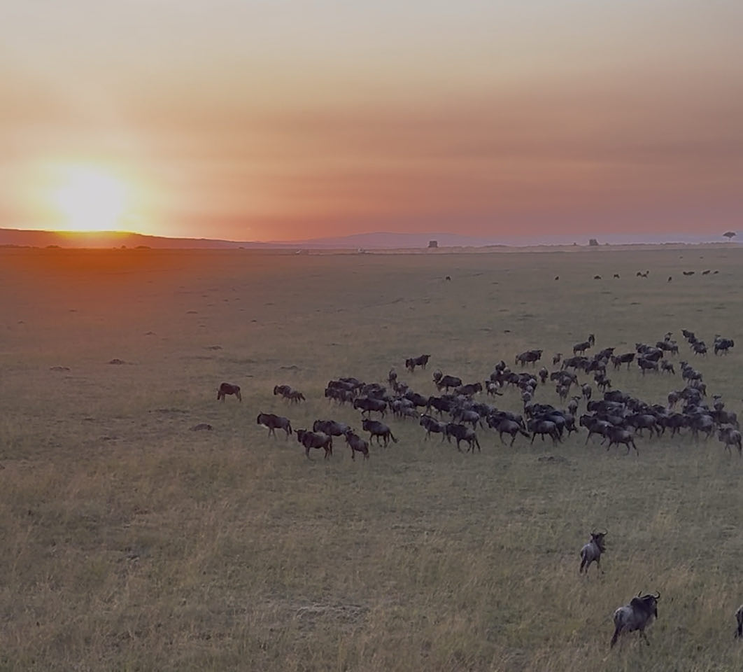 Voorbereiding van een ballonvaart tijdens safari