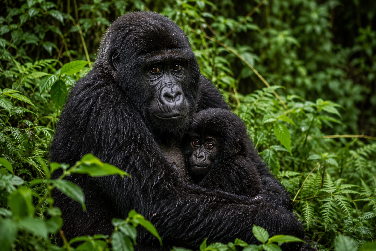 Gorilla jong met moeder Jonge berggorilla met moeder tijdens gorilla trekking in Oeganda of Rwanda