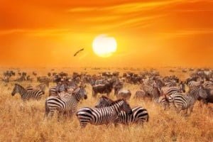 9 Dagen Tanzania Adventure Safari
