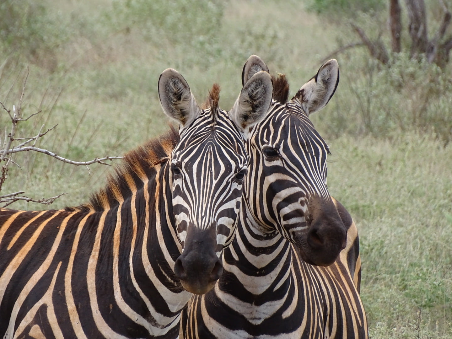 Zebra in Afrika