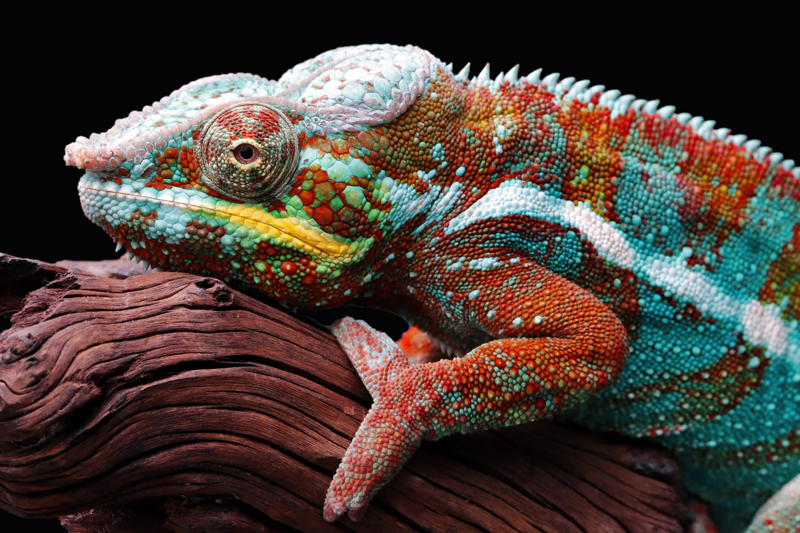 Kameleon van Madagaskar tijdens een natuurreis