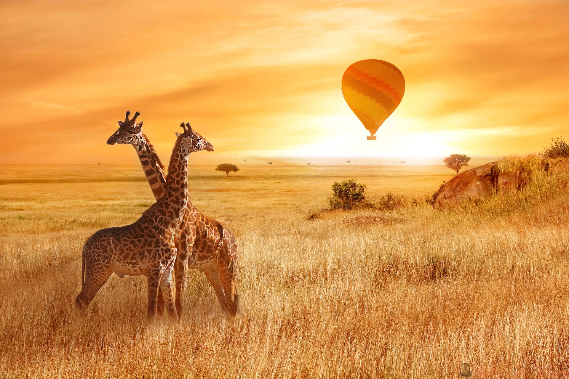 Ballonsafari Serengeti boeken tijdens zonsopkomst boven de savanne