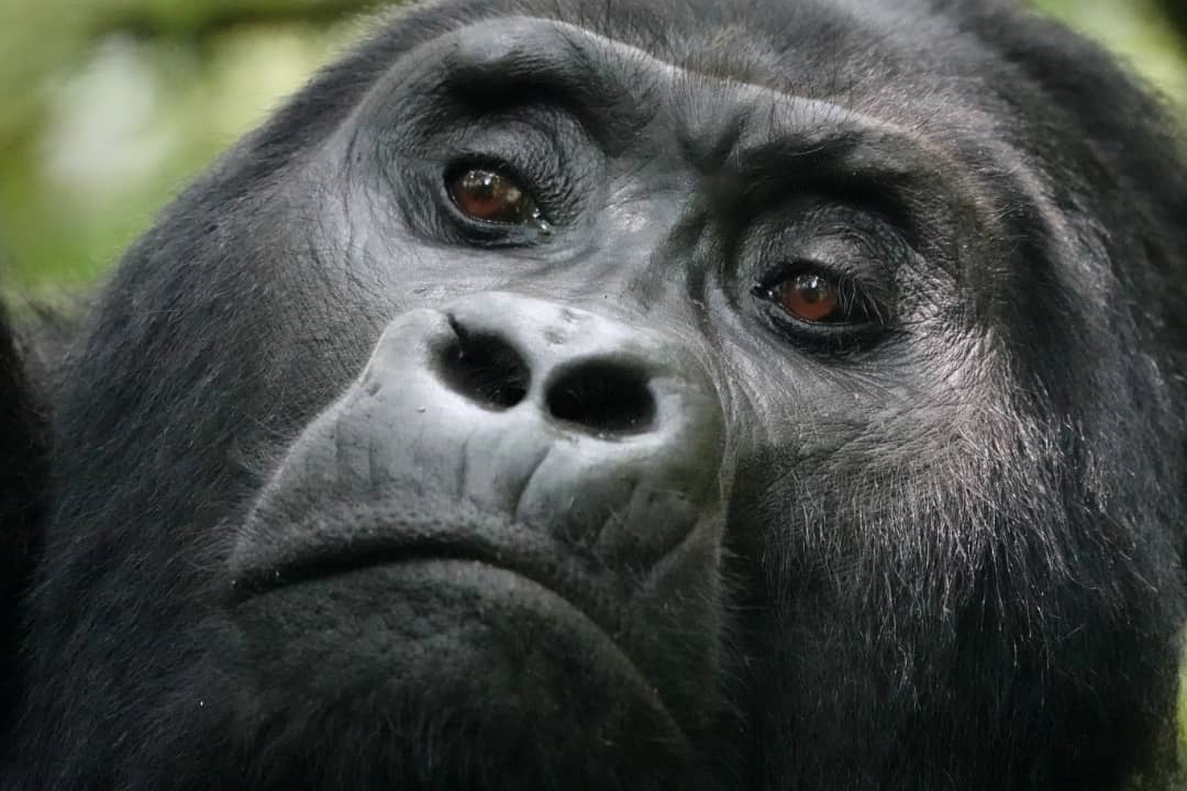Gorilla trekking Rwanda of Oeganda vergelijken Gorilla trekking Rwanda of Oeganda vergelijken