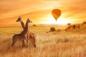 Kenia 8 dagen dream safari