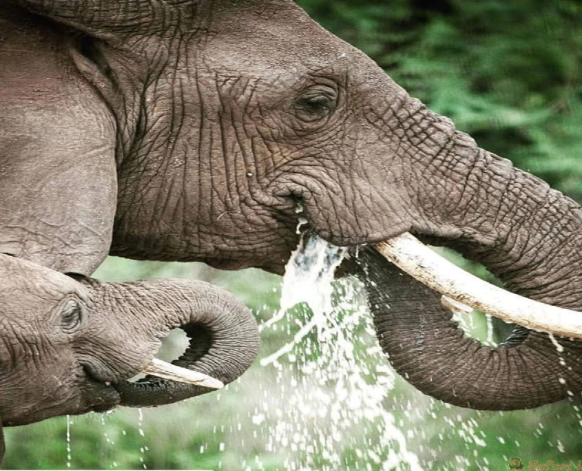 Manyara elephants