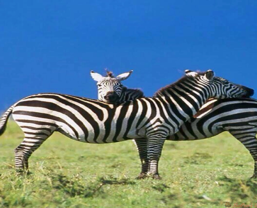 Manyara zebras