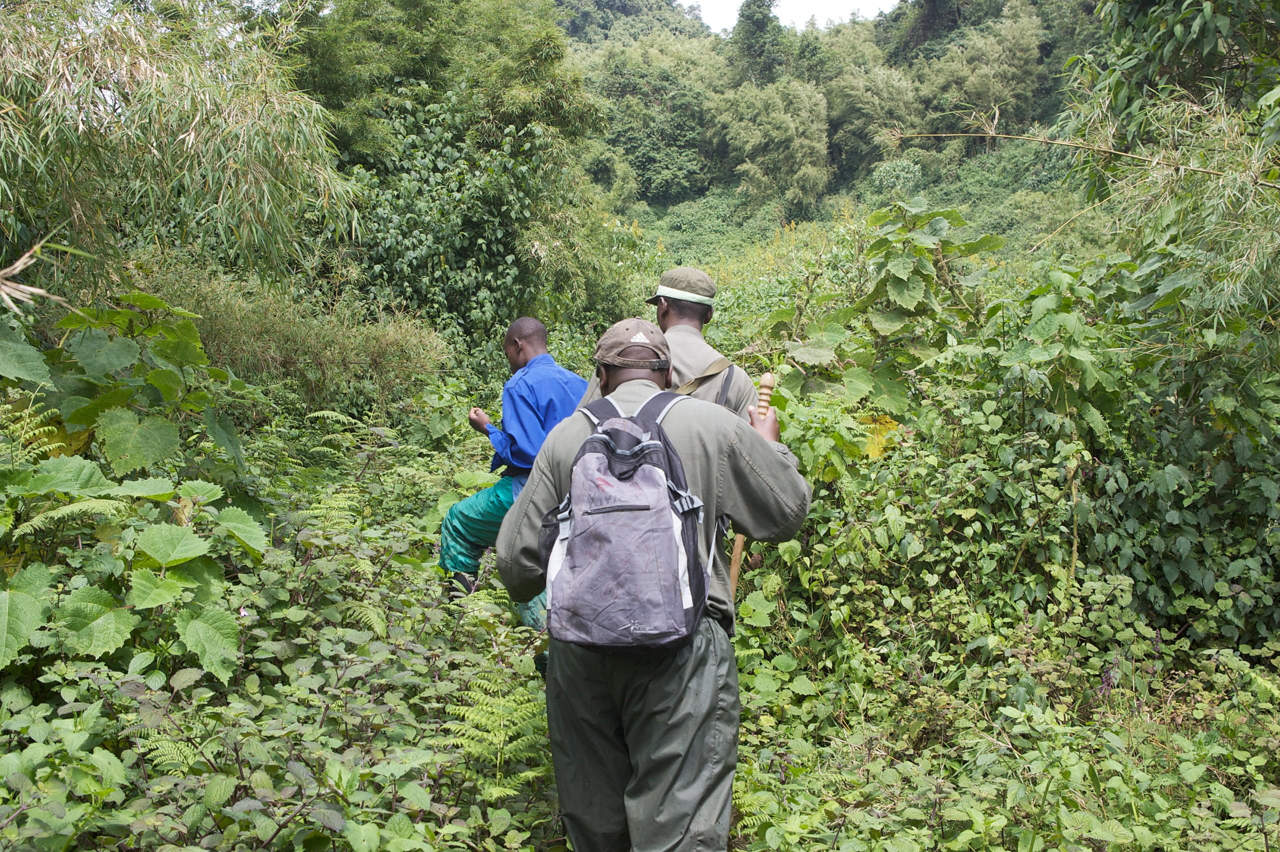 Gorilla trekking in Rwanda Volcanoes National Park Gorilla trekking in Rwanda Volcanoes National Park