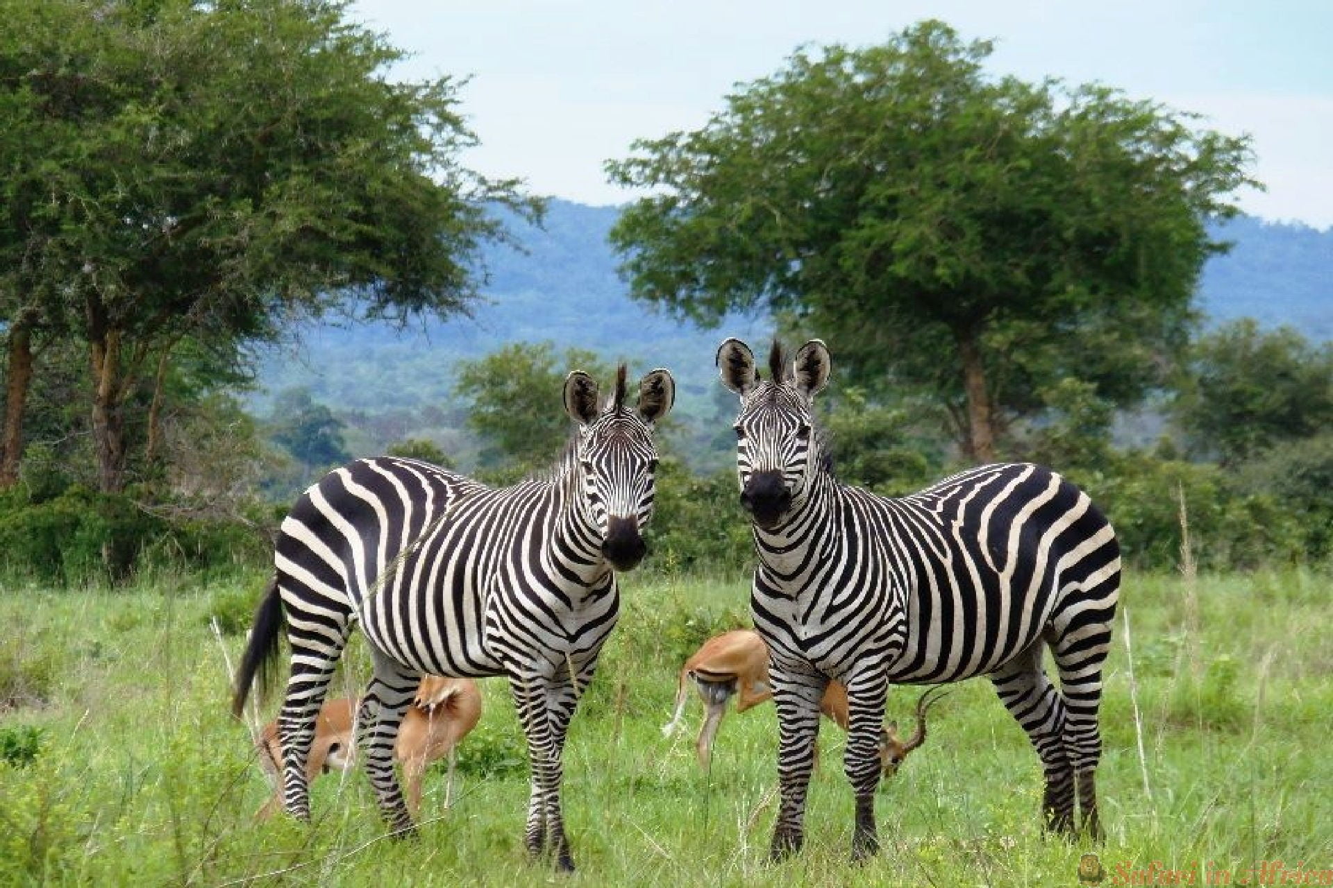 Zebra's in Gombe National Park tijdens safari in Afrika