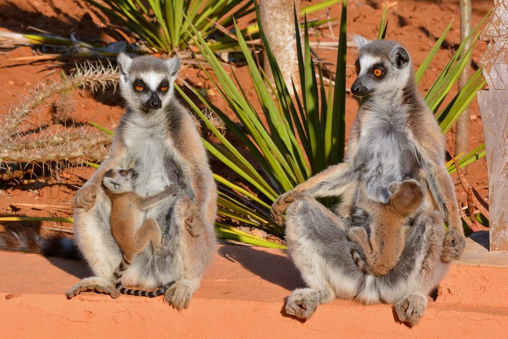 Lemuren in Berenty tijdens een luxe Madagaskar rondreis