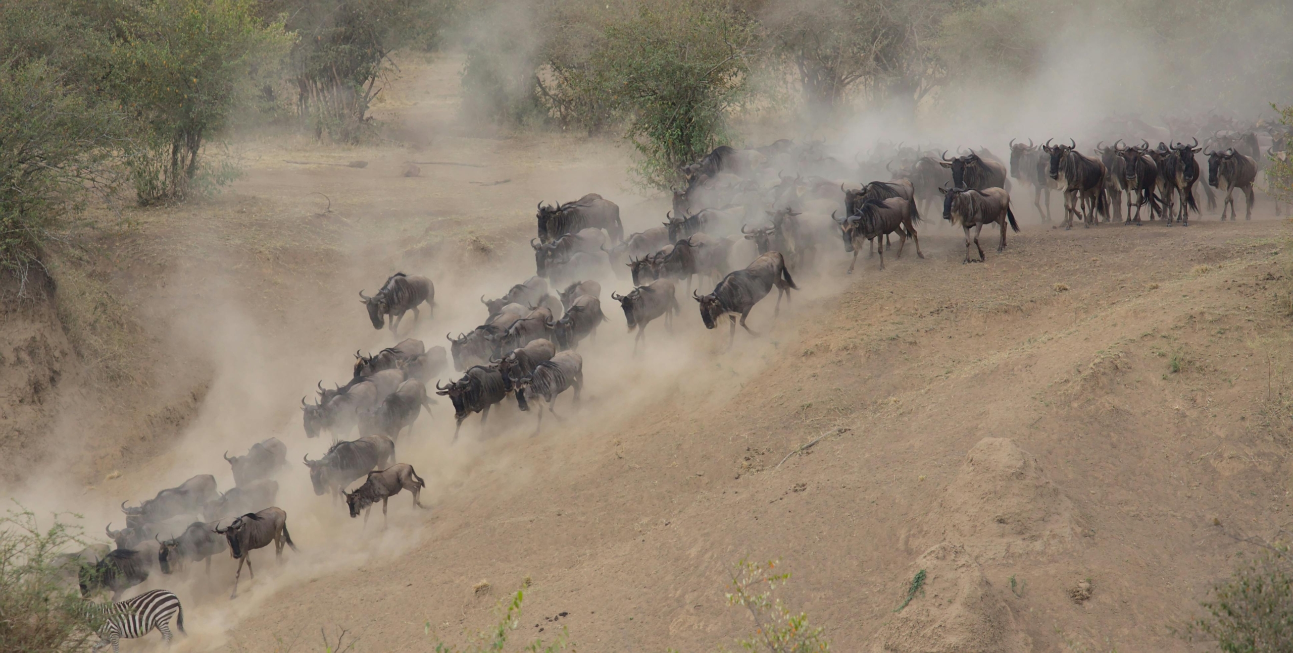 Rivieroversteek Grote Migratie Serengeti beste tijd Rivieroversteek Grote Migratie Serengeti beste tijd