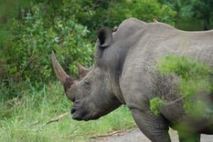 kenia 3 dagen luxe safari