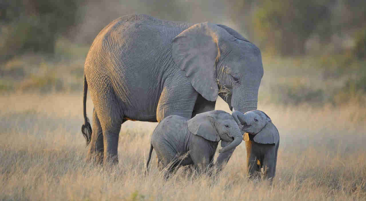 Olifant met jong als inspiratie voor een safari met strandverlenging