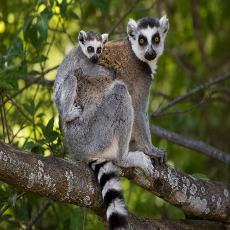 Ringstaartmaki op Madagaskar