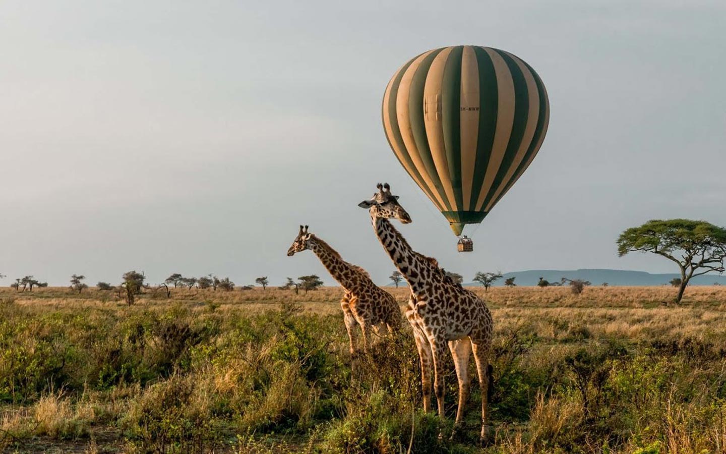 Hot air balloon safari boven Afrika