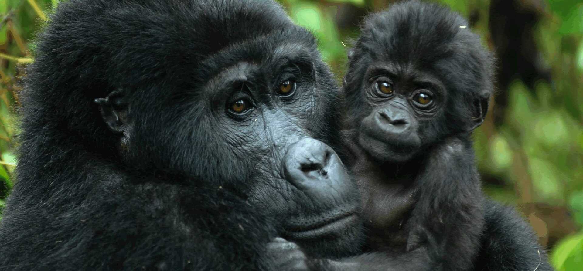 Berggorilla tijdens gorilla trekking in Oeganda Berggorilla tijdens gorilla trekking in Oeganda
