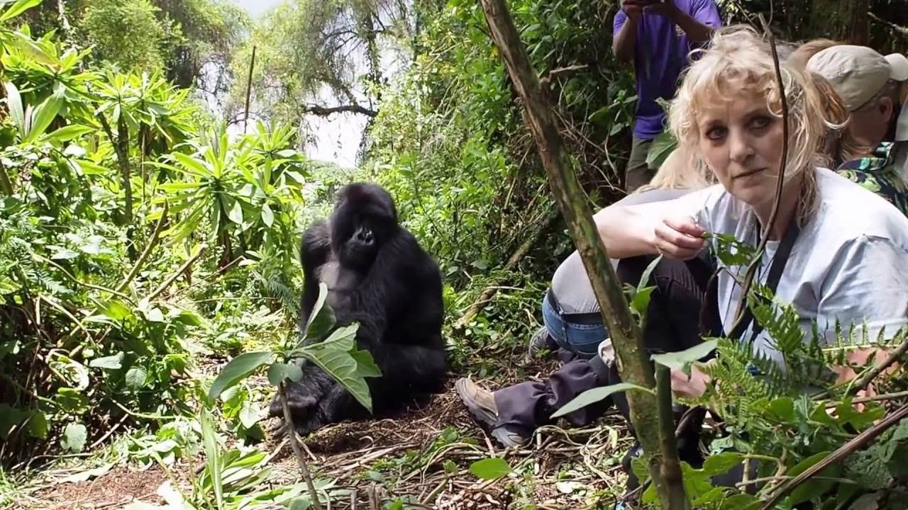 Gorilla trekking combineren met safari in Oeganda Gorilla trekking combineren met safari in Oeganda