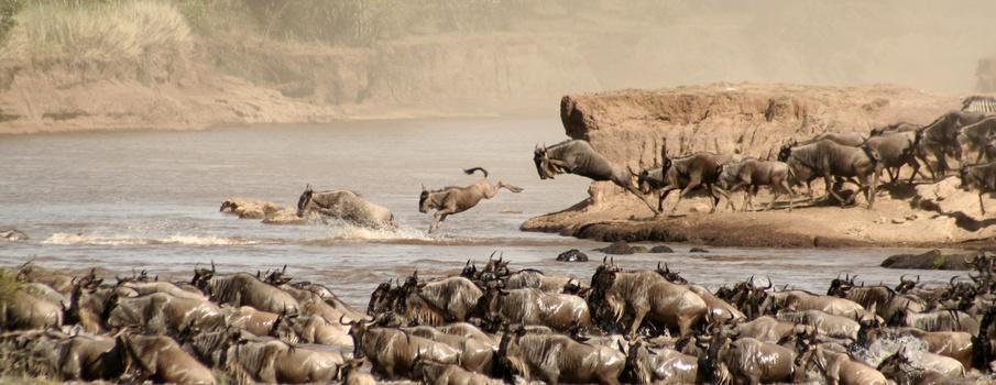 Grote migratie Serengeti beste reistijd advies Grote migratie Serengeti beste reistijd advies