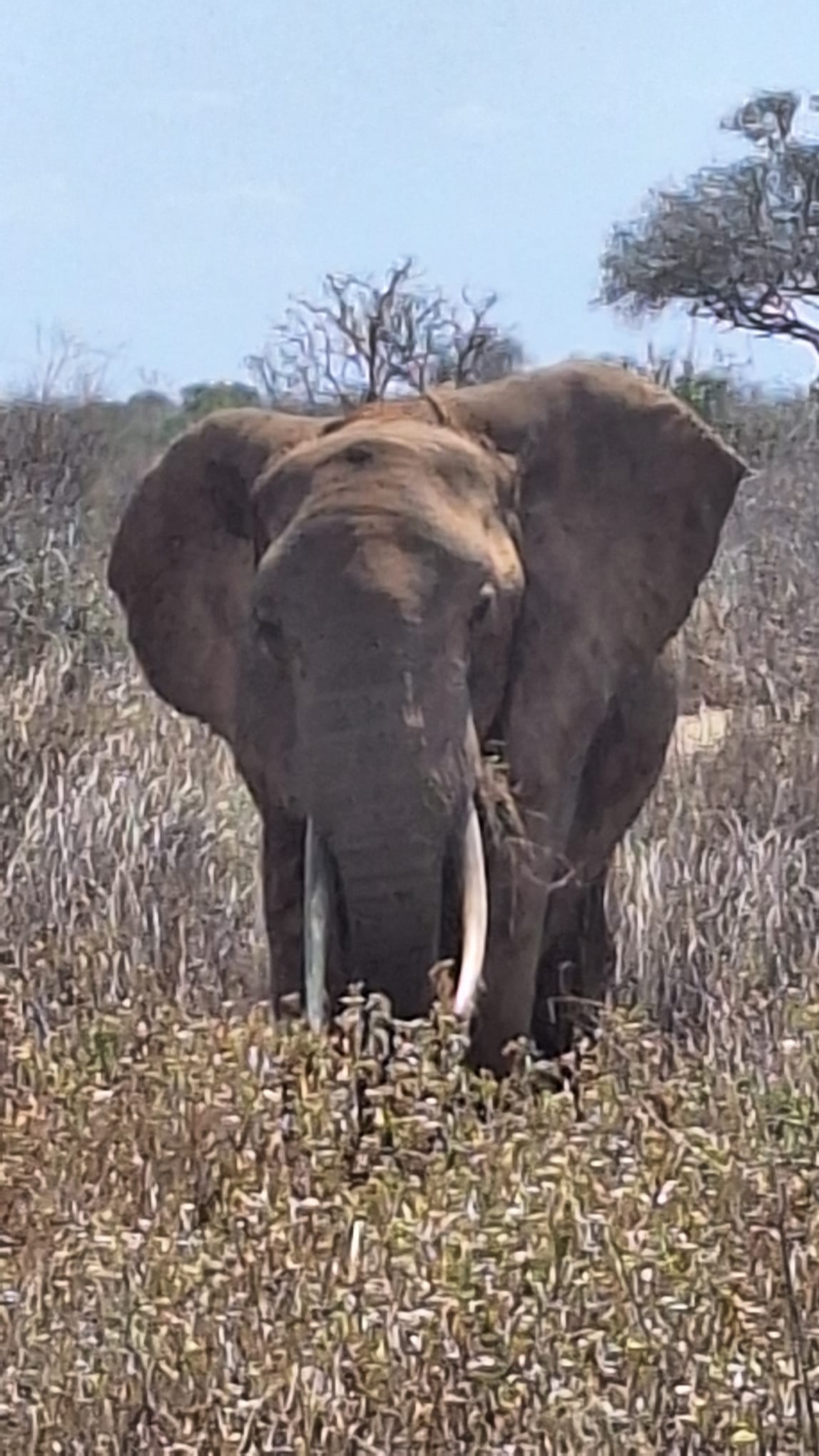 Olifant in Tsavo tijdens safari in Afrika