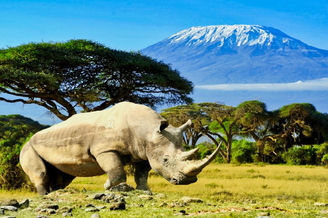 Amboseli luxe safari Kenia Amboseli National Park tijdens luxe safari Kenia