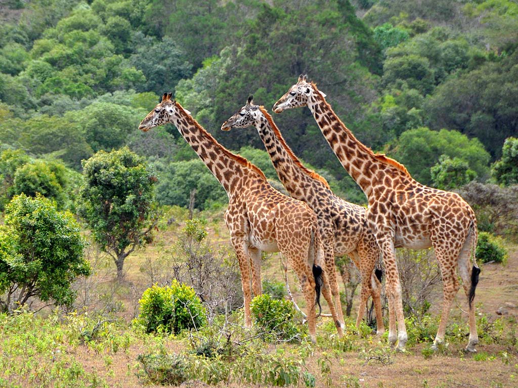 Lake Manyara als onderdeel van de noordelijke safariroute in Tanzania Lake Manyara als onderdeel van de noordelijke safariroute in Tanzania