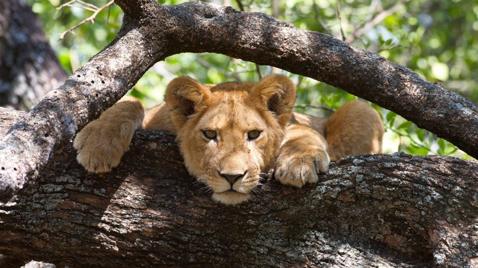 Lake Manyara wildlife tijdens een Tanzania safari op maat Lake Manyara wildlife tijdens een Tanzania safari op maat