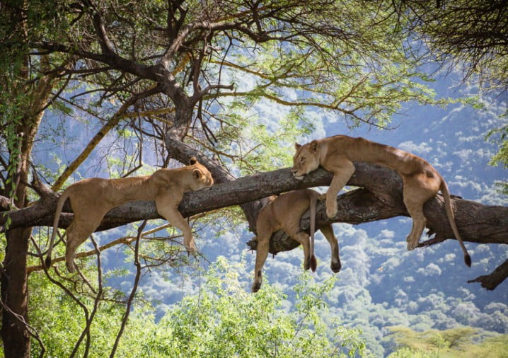 Wildlife Ngorongoro Krater