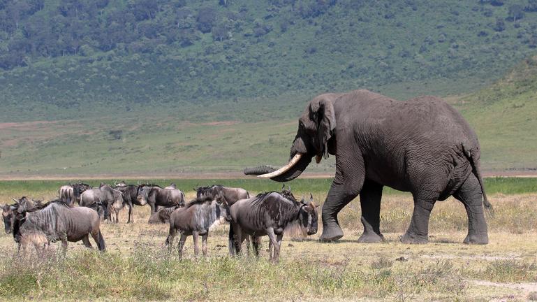 Ngorongoro regio tijdens safari Tanzania vanaf Zanzibar Ngorongoro regio tijdens safari Tanzania vanaf Zanzibar