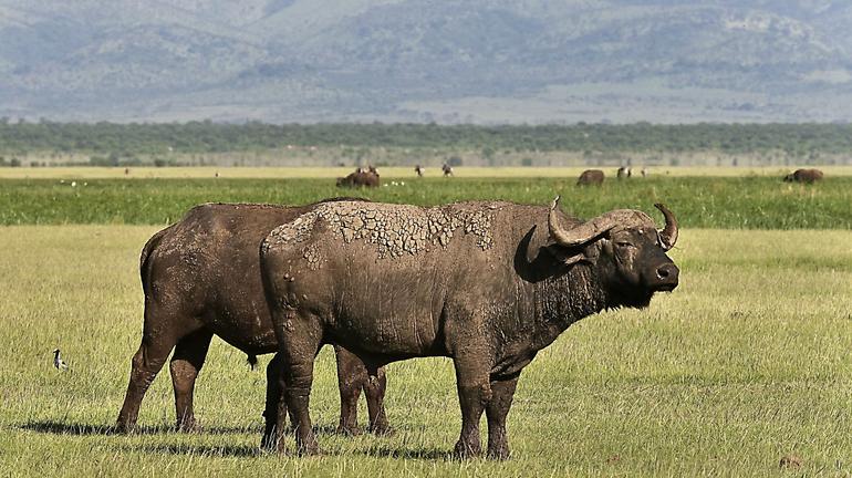 Ngorongoro regio Tanzania