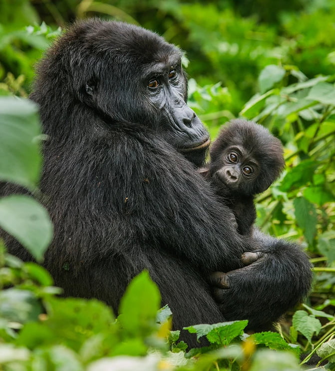 Voorbereiding op gorilla trekking in Bwindi Regenwoudpad in Bwindi tijdens voorbereiding op gorilla trekking