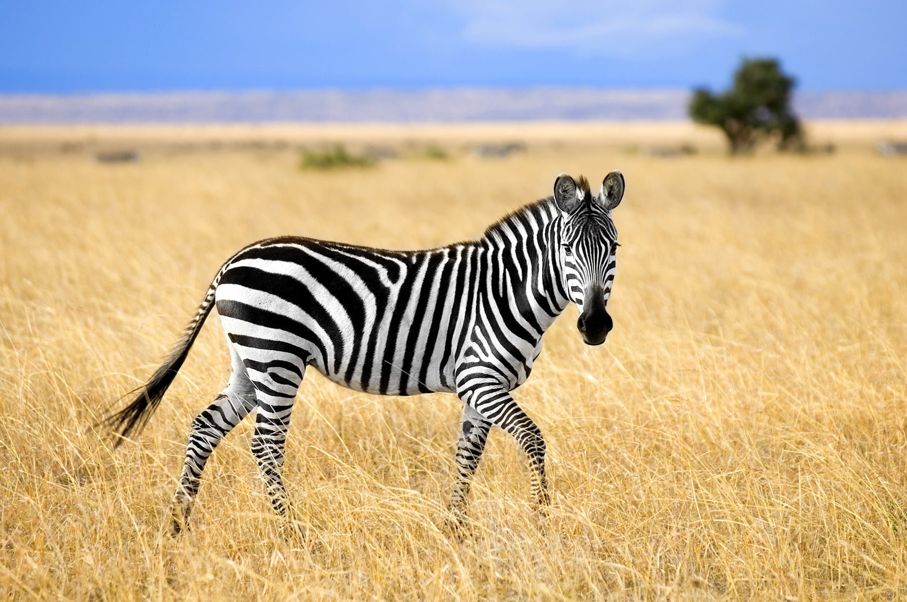 Zebra tijdens safari in Afrika Zebra tijdens safari in Afrika